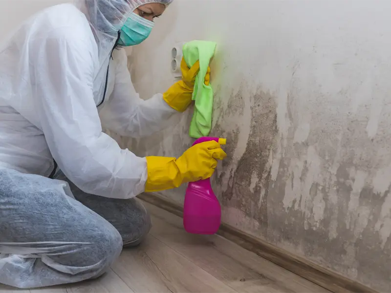 Mold remediation services